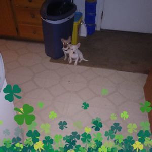 Meet your Posher, Lynnee